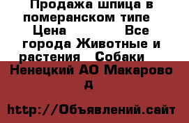 Продажа шпица в померанском типе › Цена ­ 20 000 - Все города Животные и растения » Собаки   . Ненецкий АО,Макарово д.